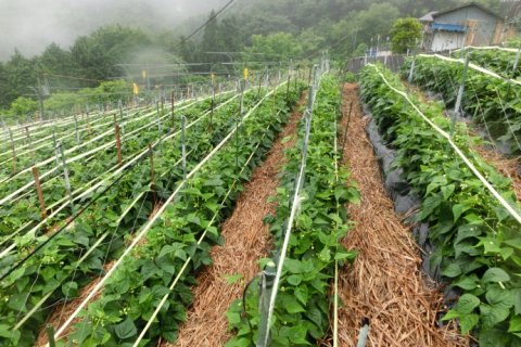 多種多様な農作物の栽培に施用されるカヤ12