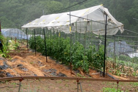 多種多様な農作物の栽培に施用されるカヤ7