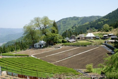 剣山系の森林信仰農業7