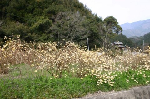 剣山系は、樹皮繊維を利用する農産業の宝庫13