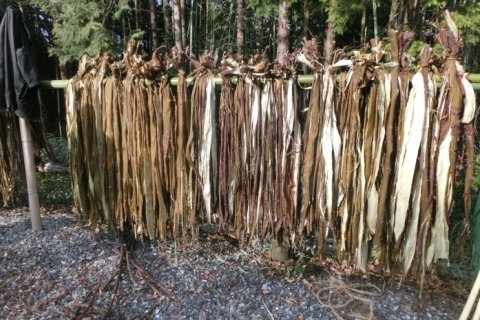 剣山系は、樹皮繊維を利用する農産業の宝庫4