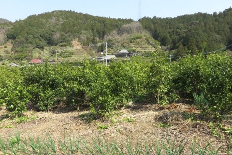 花卉・花木類・山菜類・工芸作物・薬木を栽培する多様な傾斜地農業3