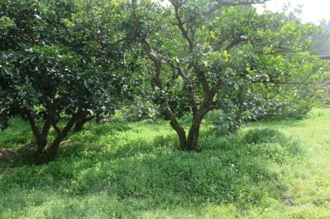 多様な果樹を栽培する自然循環型の傾斜地農業10