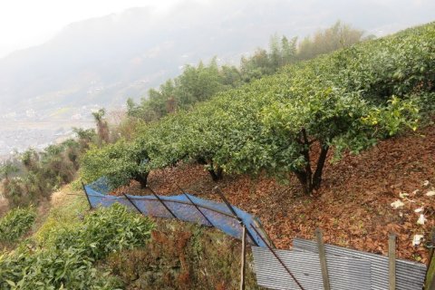 多様な果樹を栽培する自然循環型の傾斜地農業12