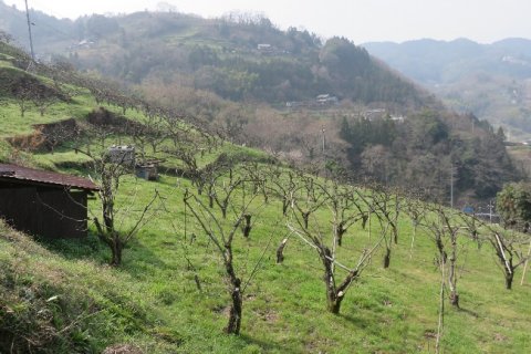 多様な果樹を栽培する自然循環型の傾斜地農業6