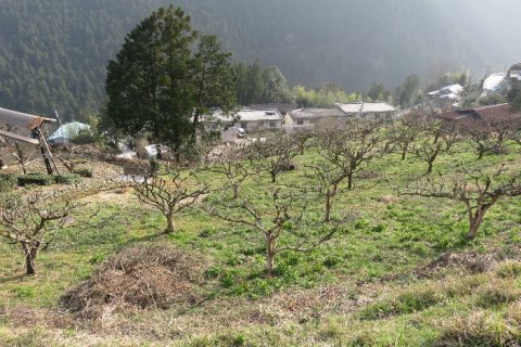 多様な果樹を栽培する自然循環型の傾斜地農業7