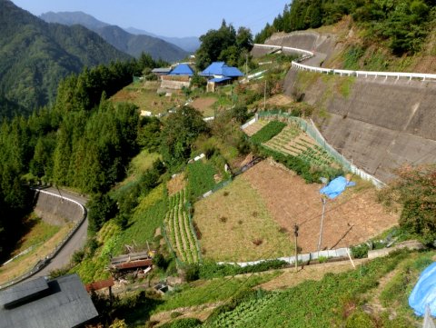 剣山系の多様な傾斜地農業の外観1