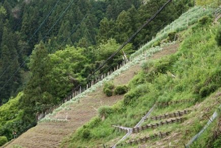 剣山系の多様な傾斜地農業の外観4