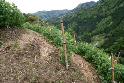 剣山系の多様な傾斜地農業の外観5