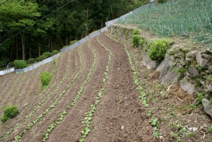 剣山系の多様な傾斜地農業の外観6