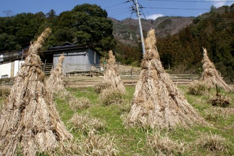 剣山系の伝統農業のシンボル「コエグロ」6