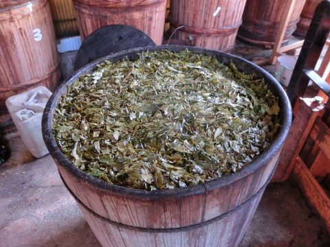 阿波晩茶(後発酵茶) と照葉樹林文化