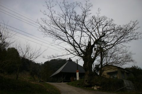 穴吹町首野の「首野堂」と巨樹
