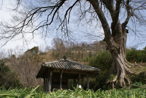 貞光字白村の「大泉堂」と巨樹