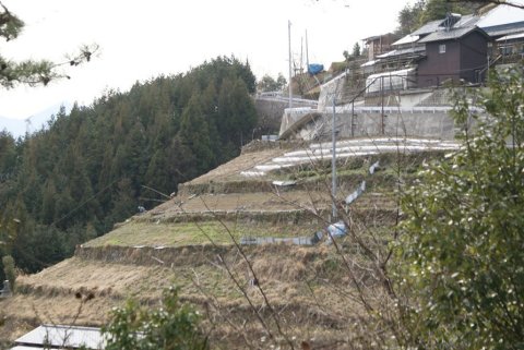 貞光字西谷の急傾斜地の石垣畑