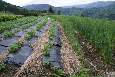 貞光字三木栃の麦・芋・茶畑のカヤ利用農業
