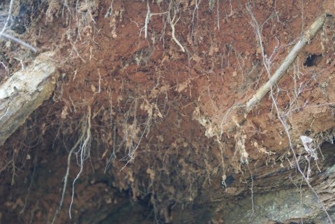 貞光字宮内の菌根菌と赤土